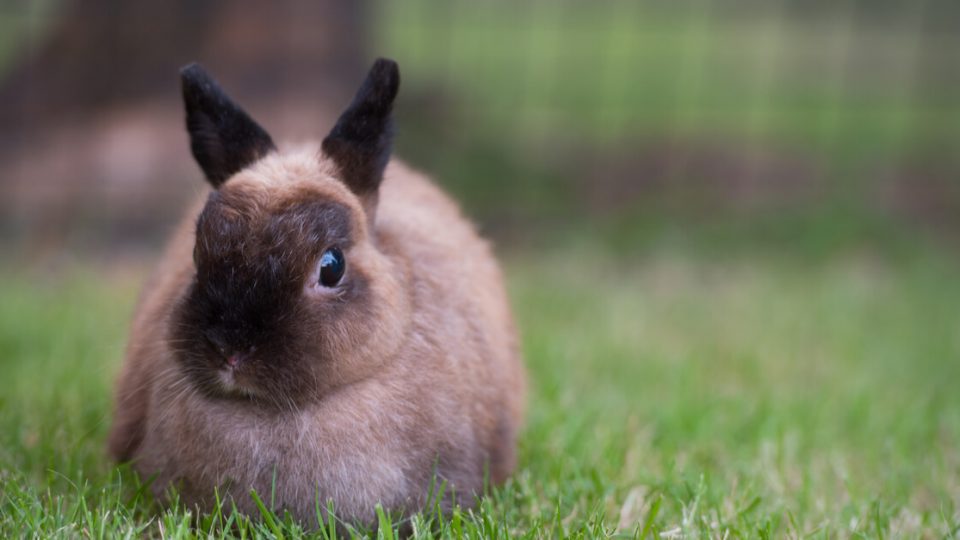 小型であいくるしさが人気のウサギ、ネザーランドドワーフの特徴・飼い方