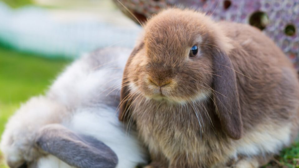 垂れ耳が特徴的なウサギ。ホーランドロップイヤーの特徴・飼い方