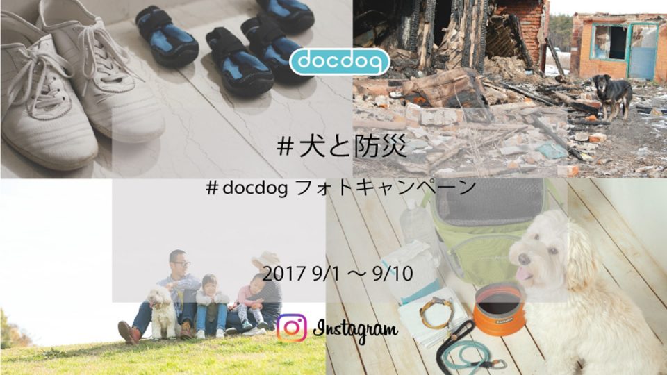 「犬と防災」をテーマにしたInstagramフォトキャンペーンをdocdogが開催。防災の日にちなんで
