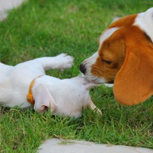 先住犬と子犬が喧嘩する原因と対策