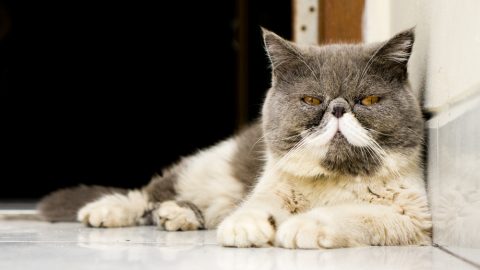 エキゾチックショートヘア