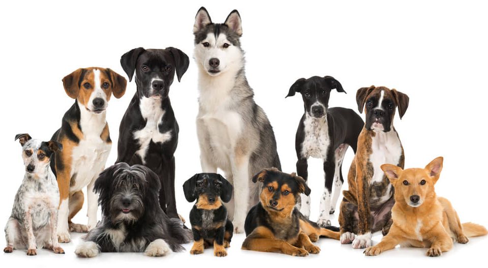 犬を能力や体型で分類するとこんな感じ！犬の種類10グループ