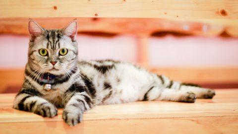 アメリカンショートヘア