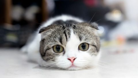 スコティッシュフォールド