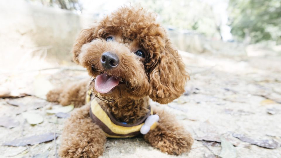 日本で一番人気の犬種！トイ・プードルの魅力や特徴、飼い方